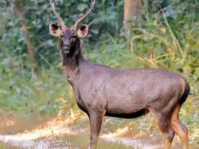 Chitwan Tour Package