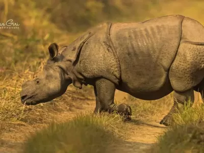 Chitwan Tour Package