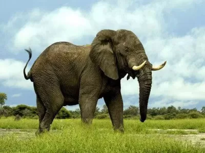 Chitwan Tour Package